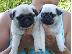 PoulaTo: Puppies Cute Pug